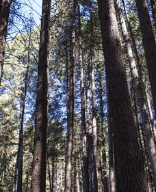 Sugarpine Walk - Holiday Sunshine Coast 1