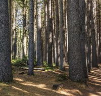 Sugarpine Walk - Sunshine Coast Tourism