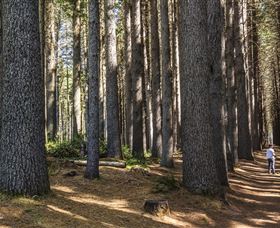 Sugarpine Walk - Holiday Sunshine Coast 0