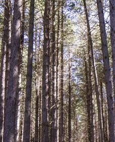 Sugarpine Walk - Holiday Sunshine Coast 3