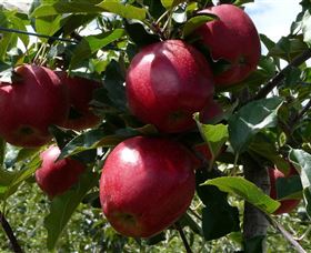 Wilgro Orchards - Holiday Sunshine Coast 3