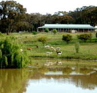 Clearview Alpacas - Sunshine Coast Tourism