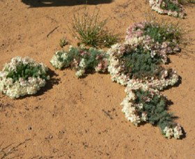 Coorow Wreath Flowers - Sunshine Coast Tourism 0