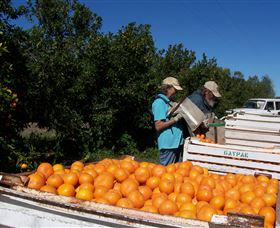 Gayndahs Big Orange - Holiday Sunshine Coast 3