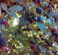 Gunnadoo Berries - Sunshine Coast Tourism