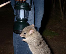 Moonlit Sanctuary Wildlife Conservation Park - Sunshine Coast Tourism 1