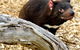 Moonlit Sanctuary Wildlife Conservation Park - thumb 4