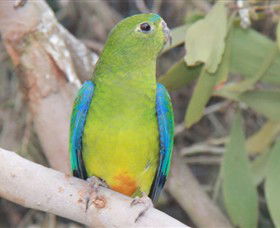 Moonlit Sanctuary Wildlife Conservation Park - Sunshine Coast Tourism 3