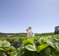 Sunny Ridge Strawberry Farm - Sunshine Coast Tourism