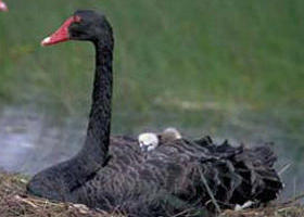 French Island Marine National Park - Sunshine Coast Tourism 0