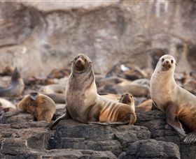 Phillip Island Nature Parks - Holiday Sunshine Coast 1