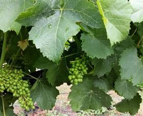 Kerralee Wines - Sunshine Coast Tourism 1