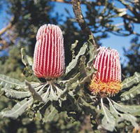 Coorow Wildflower Drive - Sunshine Coast Tourism