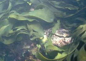 Churchill Island Marine National Park - Holiday Sunshine Coast 0