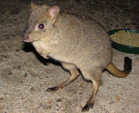 Barna Mia Native Animal Sanctuary - Sunshine Coast Tourism 1