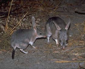 Barna Mia Native Animal Sanctuary - Sunshine Coast Tourism 2