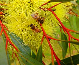 Ungulla Country Garden - Holiday Sunshine Coast 6