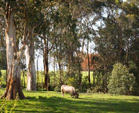 Ungulla Country Garden - Holiday Sunshine Coast 8