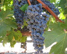 Joshuas Fault Wine - Sunshine Coast Tourism 0