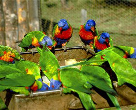 Canberra Walk In Aviary - Sunshine Coast Tourism 1