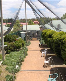 Canberra Walk In Aviary - Sunshine Coast Tourism 3