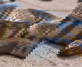 Canberra Reptile Zoo - Sunshine Coast Tourism 1