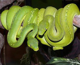 Canberra Reptile Zoo - Sunshine Coast Tourism 2