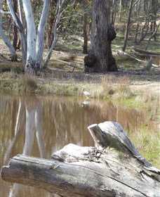 Mulligans Flat - Sunshine Coast Tourism 0