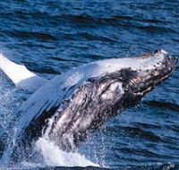 Sydney Eco Whale Watching - Sunshine Coast Tourism