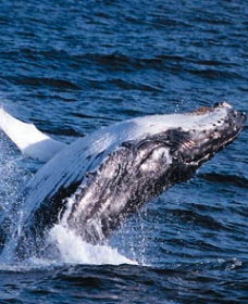 Sydney Eco Whale Watching - Sunshine Coast Tourism 0