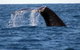 Sydney Eco Whale Watching - thumb 1