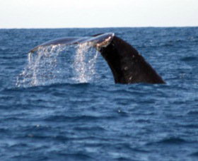 Sydney Eco Whale Watching - Sunshine Coast Tourism 1
