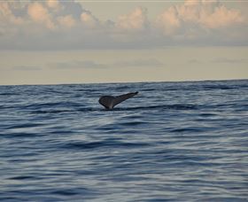 Sydney Eco Whale Watching - Sunshine Coast Tourism 2