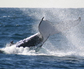 Sydney Eco Whale Watching - Sunshine Coast Tourism 3