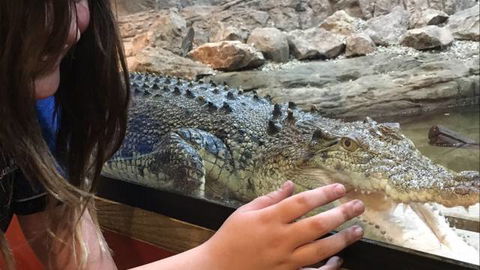 Canberra Reptile Zoo - Sunshine Coast Tourism 3