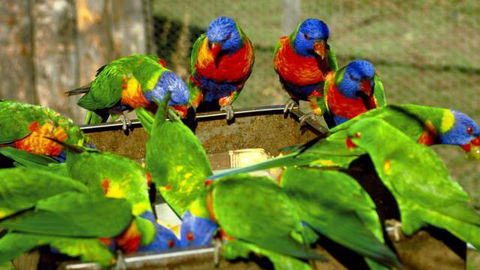 Canberra Walk In Aviary - Sunshine Coast Tourism 4