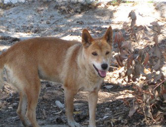 Cohunu Koala Park - Holiday Sunshine Coast 0