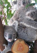 Cohunu Koala Park - Holiday Sunshine Coast 1