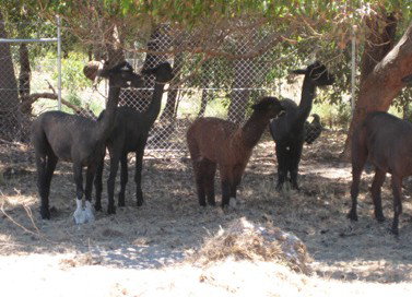 Cohunu Koala Park - Holiday Sunshine Coast 2