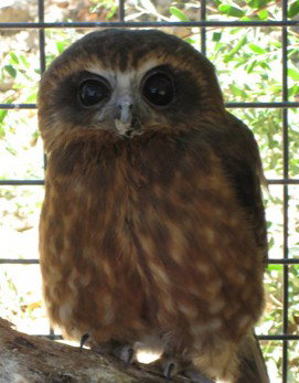 Cohunu Koala Park - Holiday Sunshine Coast 3