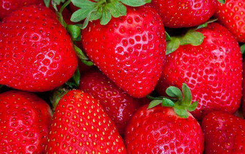 Newcastle City Farmers Markets - Holiday Sunshine Coast 2
