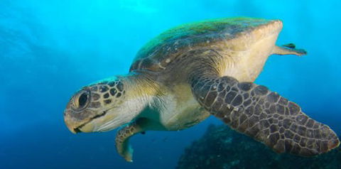 Byron Bay Dive Centre - Holiday Sunshine Coast 0
