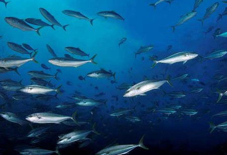 Byron Bay Dive Centre - Holiday Sunshine Coast 2