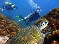 Byron Bay Dive Centre - Holiday Sunshine Coast 3