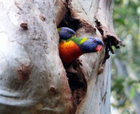 West Pennant Hills NSW Sunshine Coast Tourism