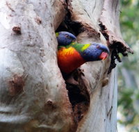 Cumberland State Forest - Sunshine Coast Tourism