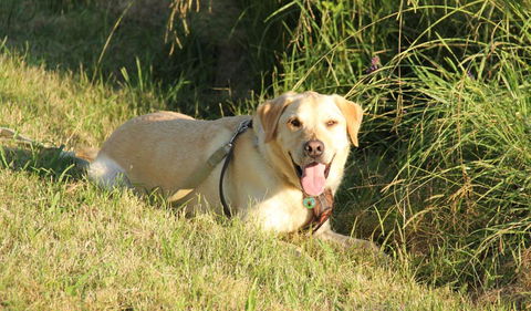 Rouse Hill Regional Park - Sunshine Coast Tourism 1