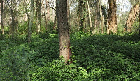 Second Ponds Creek Walk - Sunshine Coast Tourism 1