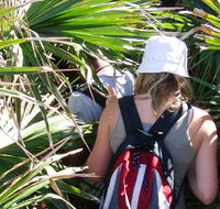 Palm Jungle loop track - Sunshine Coast Tourism