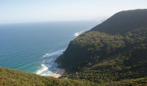 Palm Jungle Loop Track - Sunshine Coast Tourism 1